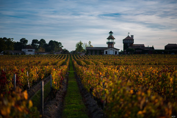 Fototapeta na wymiar vineyard landscape