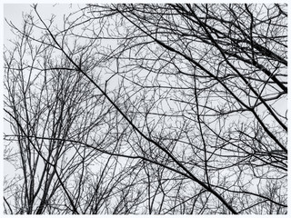 close view on bare tree branches against grey sky in early spring in black and white with border