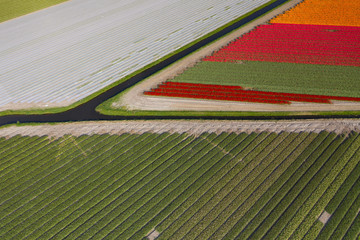 Aerial view of Tulip field in the geometric  environment showing beautiful colors in the spring, The Netherlands. 