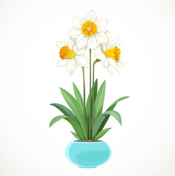 White daffodils with yellow centers grow in a turquoise pot isolated on white background