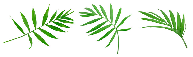 Green leaves of palm tree isolated on white background with clipping path. Set or collection