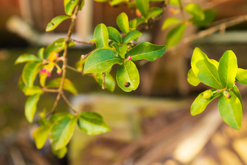 Ladybug on a green and yellow leaf of a West Indian cherry tree with pink cherry blossoms