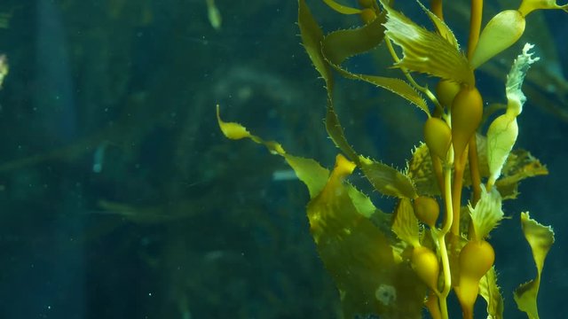 Light rays filter through a Giant Kelp forest. Macrocystis pyrifera. Diving, Aquarium and Marine concept. Underwater close up of swaying Seaweed leaves. Sunlight pierces vibrant exotic Ocean plants.