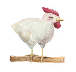 Hand-made watercolor drawing, white chicken on the perch. Object on a white background, for design compositions on the theme of farm life or life in the suburbs.