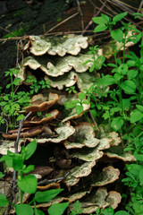 Mushrooms