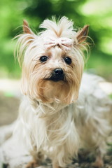 Portrait of yorkshire terrier on green grass