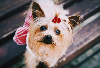 Portrait of yorkshire terrier on green grass