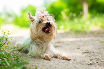 yorkshire terrier on beach