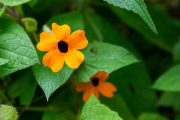 Black Eyed Susan Vine, Yellow Flower of Five Petals