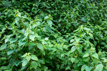 Plants with Many Green Leaves and Small Flowers in Envigado Neighborhood