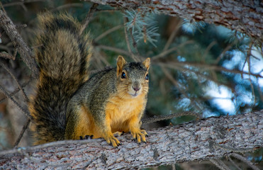 Naklejka na ściany i meble a red squirrel in Idaho in a red barked tree