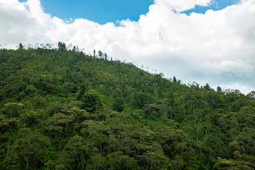 Forest Trail Filled with Trees and Flowers in Envigado Neighborhood