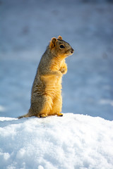 a red squirrel in Idaho on a hill of snow