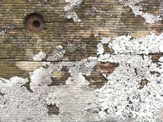 Old wood lychen