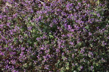 Henbit is a weed that grows on the roadside and has red-purple flowers in spring.