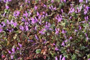 Fototapeta premium Henbit is a weed that grows on the roadside and has red-purple flowers in spring.