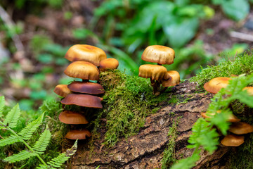 Brown and orange mushrooms on a trail nearby St. Blasien