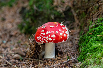 Close-up of fly agaric - toadstool - mushroom on a trail nearby St. Blasien