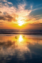 sunset and seagulls at pacific beach