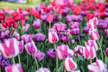 Red Rose Lilac Tulip Field