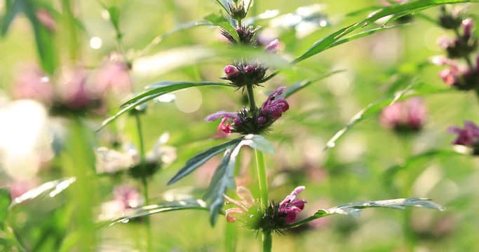 Leonurus sibiricus, Common Motherwort Herb, honeyweed or Siberian motherwort, is an herbaceous plant species native to China, Mongolia, and Siberia. It is used as an alternative to marijuana.
