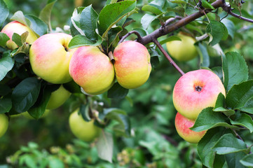 Ripe red apples on a tree branch in the garden