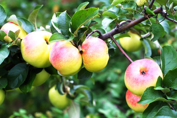 Ripe red apples on a tree branch in the garden