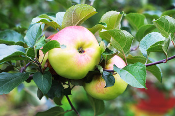 Ripe red apples on a tree branch in the garden