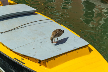 Venice, Italy - April 19, 2019: Seagull model posing on the yellow taxi boat in one of Canal in...