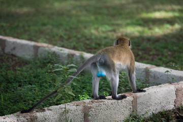 Back view of male vervet monkey with blue scrotum