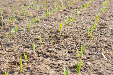 Crops planted in rich soil grow under the spring sun