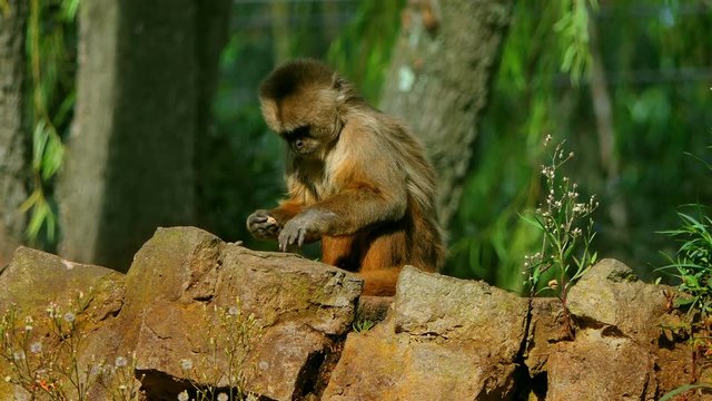 Funny Cute Monkey eating fruits in the jungle. Monkey On rocks temple. baby hussar monkey playing. Wild animals and nature. portrait closeup of monkey 4k. wild life background