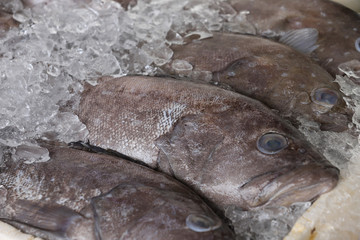 fish to sale at market