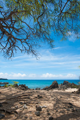Blue Sky, Turquoise Blue Ocean and a tree, La Perouse Bay, Maui, Hawaii