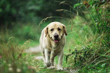 Labrador Retriever walking along path in nature
