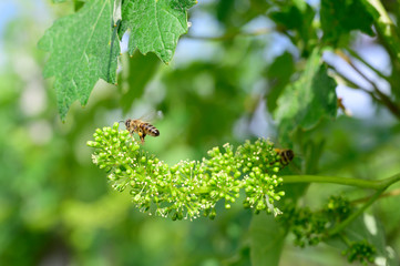 Honey bees pollinating vine blossom in vineyard in early spring - 325224564