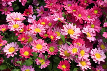 Blossom chrysanthemum flowers can be a great wallpaper of your computer or cell phone.