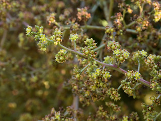 a beautiful close up a mango flowers