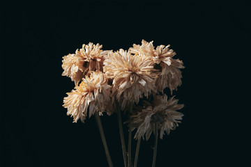 a beautiful flower dead in the dark - Powered by Adobe