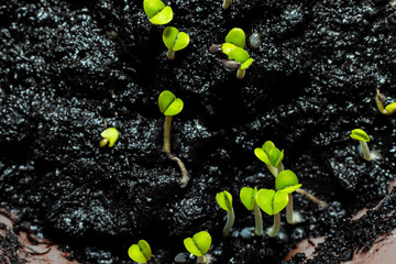 Small plant sprout bouds on the ground with green leaves