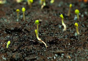 small plant bud seed sprout from basil seed