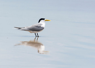 Terns on the beach, Byron Bay Australia