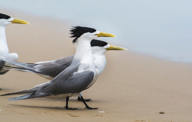 Terns on the beach, Byron Bay Australia