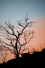 Fototapeta na wymiar Silhouette of Tree with dramatic sky in the background