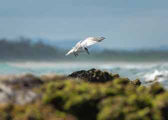 Flying Tern over the ocean, Sydney Australia