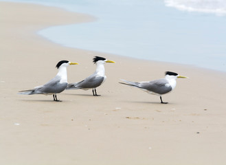 Terns on the beach, Byron Bay Australia