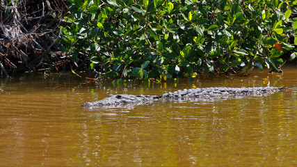 crocodile yucatan