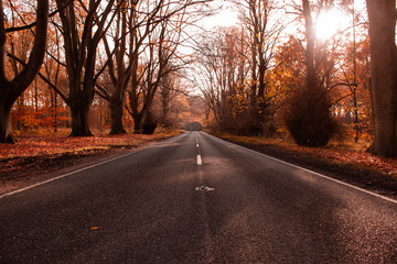 Forest road in autumn season