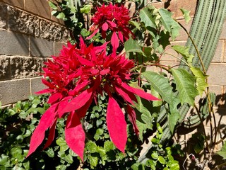 Poinsettia in a garden in Mexico
