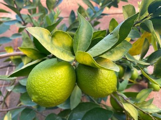 Lemon tree in the garden